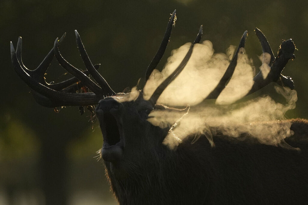 APTOPIX Britain Deer